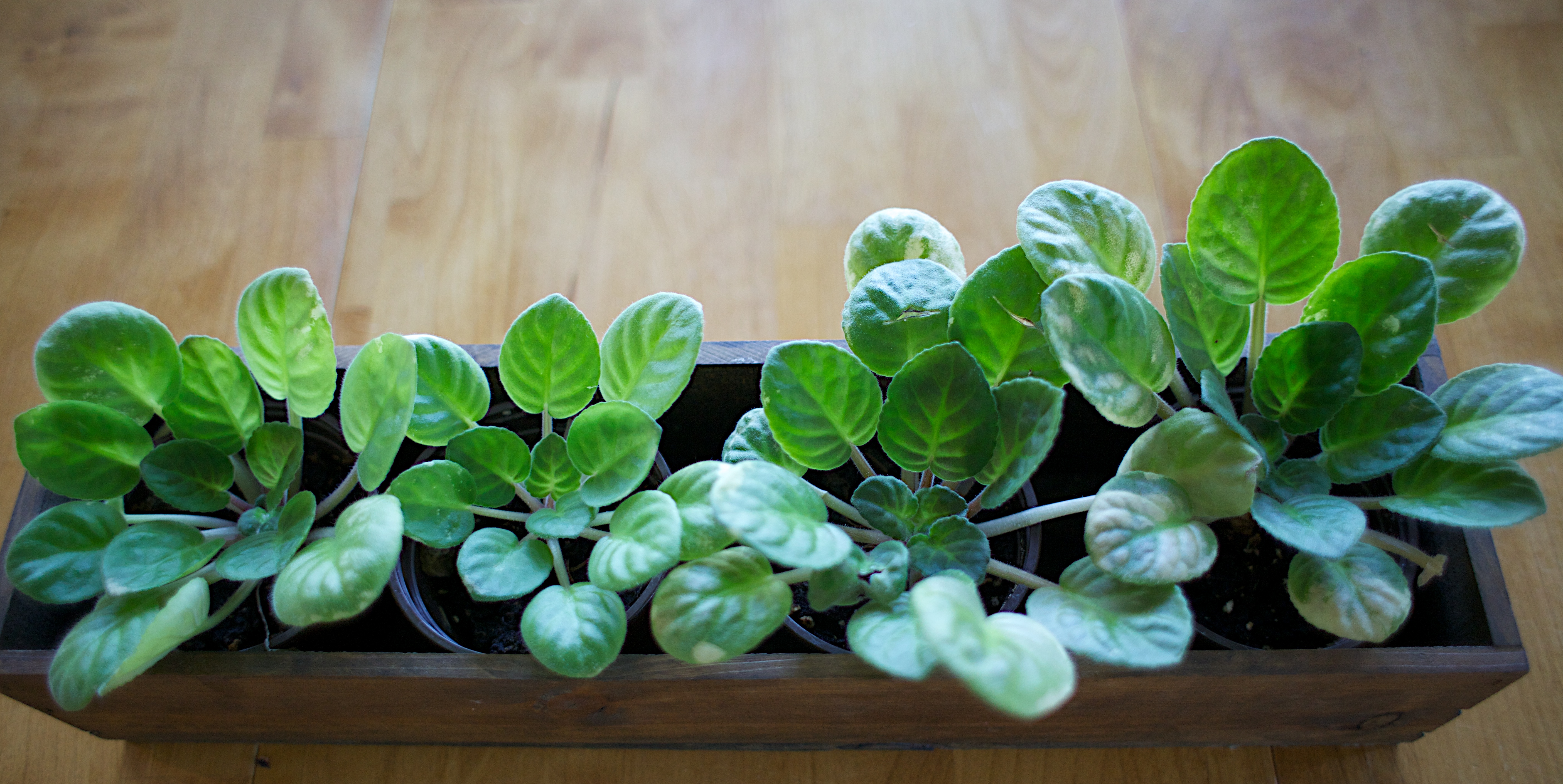 feng shui + plants are good for your money